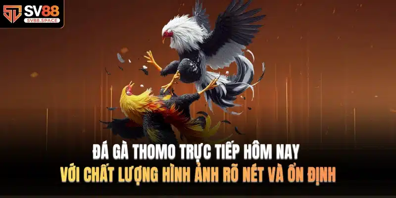 Đá gà thomo trực tiếp hôm nay với chất lượng hình ảnh rõ nét và ổn định