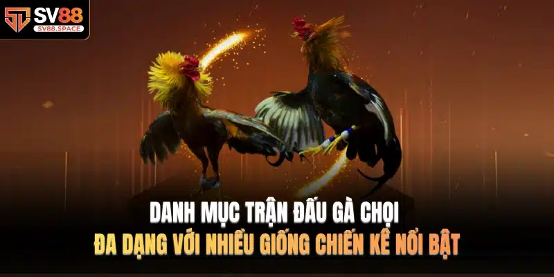 Danh mục trận đấu gà chọi đa dạng với nhiều giống chiến kê nổi bật