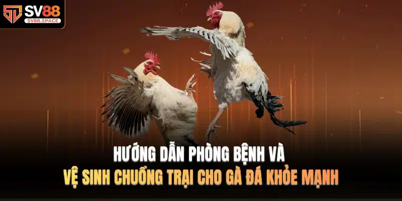 Hướng dẫn phòng bệnh và vệ sinh chuồng trại cho gà đá khỏe mạnh