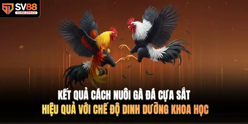 Kết quả Cách nuôi gà đá cựa sắt hiệu quả với chế độ dinh dưỡng khoa học